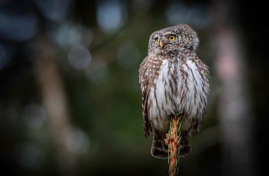 An owl perched on a branch