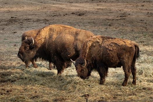 Bison grazing in a field