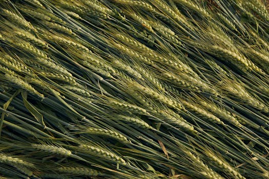 Crop circle pattern in a wheat field