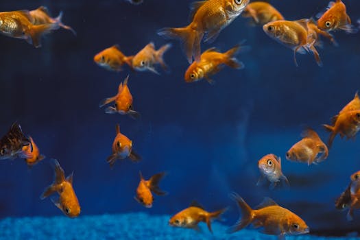 colorful goldfish in a vibrant aquarium