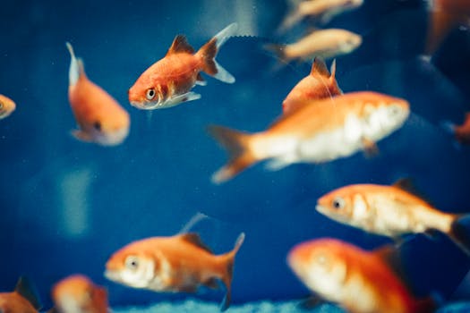 goldfish swimming happily in a bowl