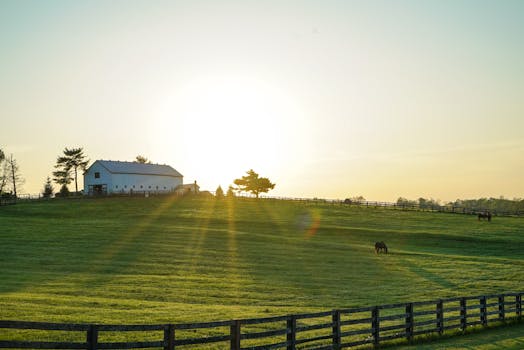 Horse in a sunset landscape