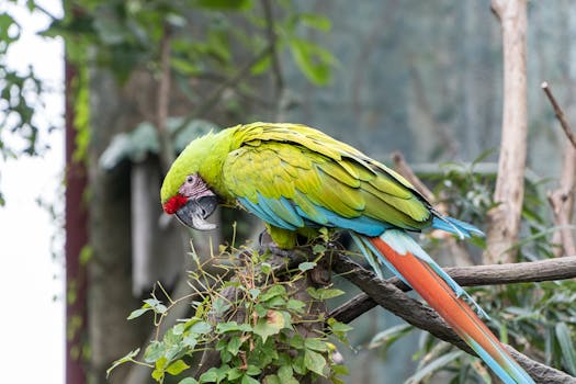 a parrot perched on a branch, looking inquisitive