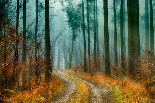 mysterious foggy woods