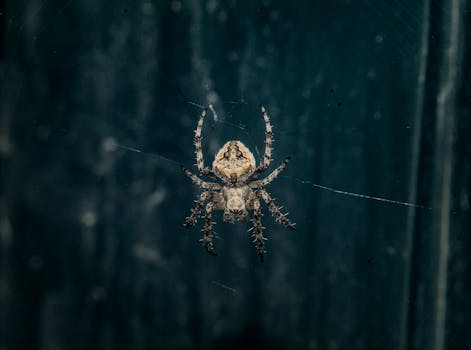 spider in a web