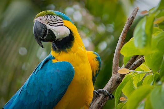 Mysterious jungle scene in the Amazon rainforest